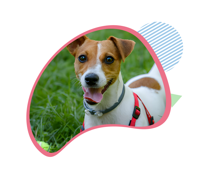 Happy dog
