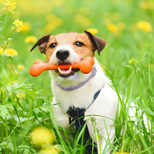 Dig in field wearing Fur Sweep Collar