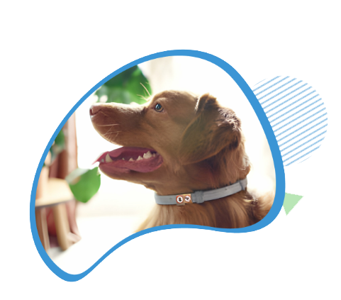 Breeze Flea Collar